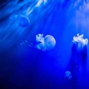 Опасные медузы (ядовитые), обитающие в Черном море